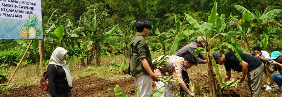 Bulakan Dukung Program Astra: Penanaman 2.000 Bibit Nanas Unggulan untuk Ekspor